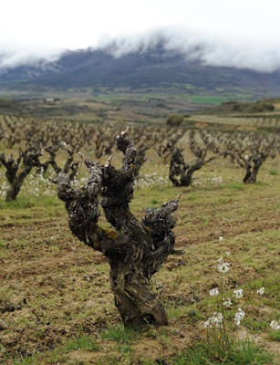Honoro Vera 'Rioja' Tempranillo 2024