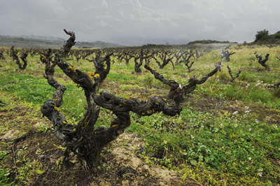 Honoro Vera 'Rioja' Tempranillo 2024